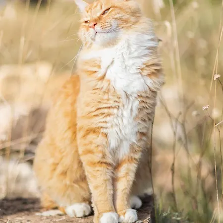 Σπίτι διακοπών Au Coeur Des Bastides Et Vignobles Gaillacois Saint-Beauzile