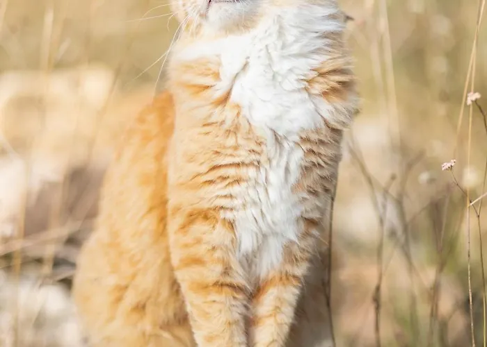 بيت للعطل Au Coeur Des Bastides Et Vignobles Gaillacois Saint-Beauzile
