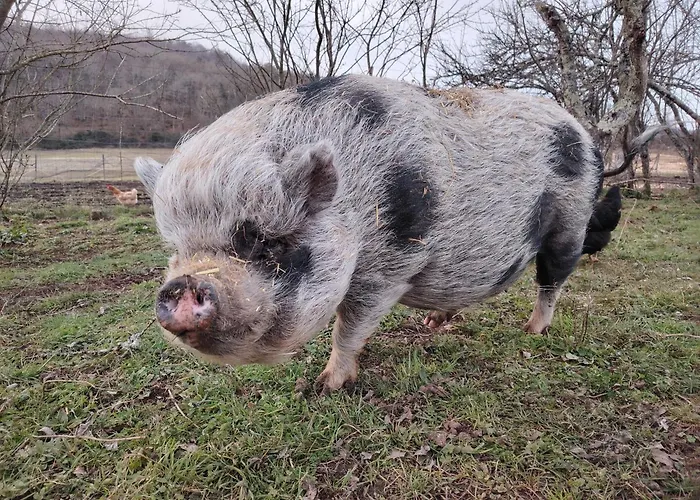 Au Coeur Des Bastides Et Vignobles Gaillacois *