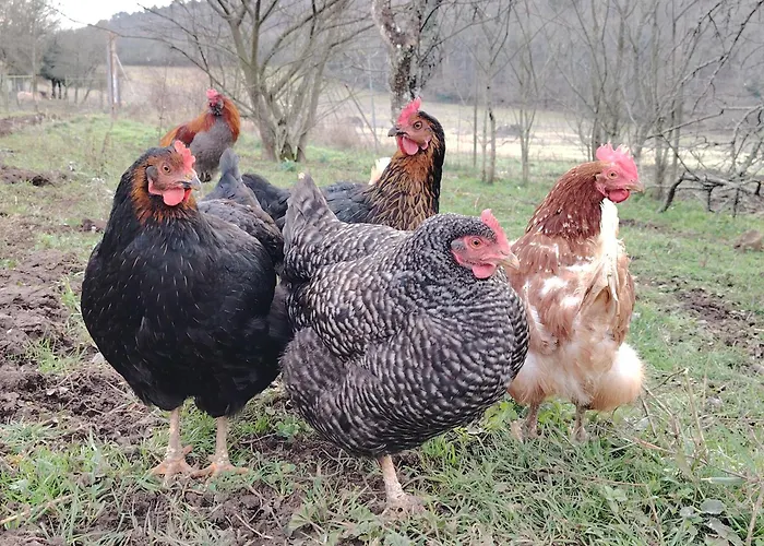 Au Coeur Des Bastides Et Vignobles Gaillacois